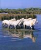 chevo de camargue